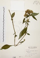 藏品(臺灣鱗球花)的圖片