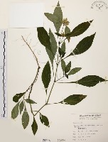 藏品(臺灣鱗球花)的圖片