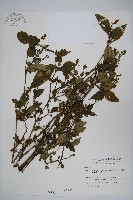 藏品(曲莖馬藍)的圖片