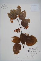 藏品(闊葉獼猴桃)的圖片