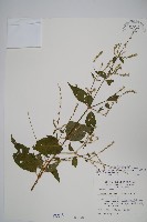 藏品(日本牛膝)的圖片