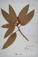 藏品(芒果、檬果、檨仔)的圖片