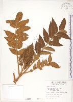 藏品(羅氏鹽膚木)的圖片