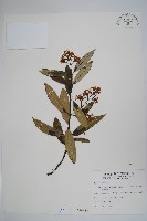 藏品(小錦蘭)的圖片