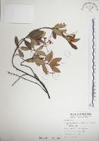 藏品(絡石)的圖片