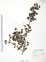 藏品(燈稱花、烏雞骨)的圖片