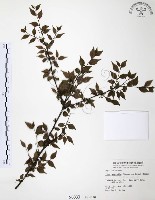 藏品(燈稱花、烏雞骨)的圖片