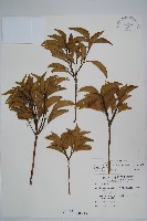 藏品(臺灣樹參)的圖片