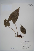 藏品(下花細辛)的圖片