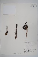 藏品(穗花蛇菰)的圖片