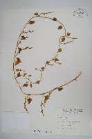 藏品(落葵)的圖片