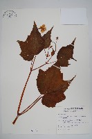 藏品(水鴨腳)的圖片