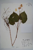 藏品(溪頭秋海棠)的圖片