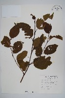 藏品(臺灣赤楊、臺灣榿木)的圖片