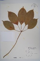 藏品(木棉、斑芝樹)的圖片