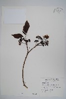 藏品(長花厚殼樹)的圖片