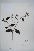 藏品(冷飯藤)的圖片