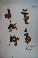 藏品(無梗忍冬)的圖片