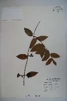 藏品(裡白忍冬、紅腺忍冬)的圖片