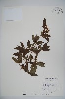 藏品(狹葉莢迷)的圖片