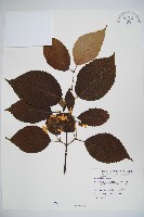 藏品(蝴蝶莢迷)的圖片