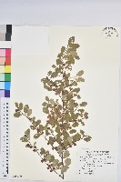 藏品(壺花莢迷)的圖片