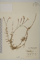 藏品(長萼瞿麥)的圖片