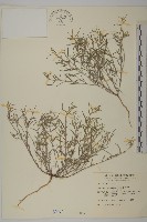 藏品(瓜槌草、漆姑草)的圖片