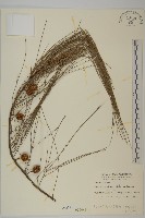 藏品(銀木麻黃)的圖片