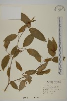 藏品(佩羅特木)的圖片