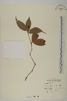 藏品(草珊瑚、紅果金粟蘭)的圖片