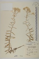 藏品(玉山抱莖籟簫)的圖片