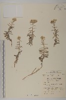 藏品(玉山抱莖籟簫)的圖片