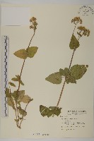 藏品(霍香薊)的圖片