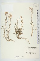 藏品(小燈籠草、大還魂)的圖片