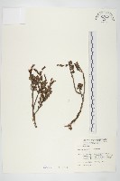 藏品(能高佛甲草)的圖片