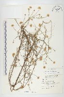 藏品(狗娃花)的圖片