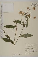 藏品(大頭艾納香)的圖片