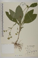 藏品(地膽草、毛蓮菜)的圖片