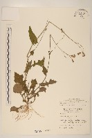 藏品(紫背草)的圖片