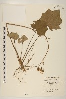 藏品(臺灣山菊)的圖片