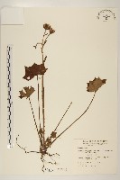 藏品(臺灣山菊)的圖片