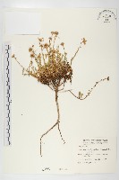 藏品(狗娃花)的圖片