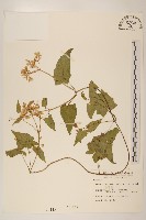藏品(蔓澤蘭)的圖片