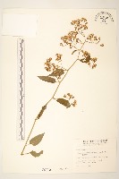 藏品(蔓黃菀)的圖片