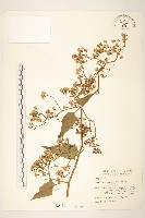 藏品(蔓黃菀)的圖片