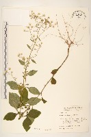 藏品(一枝香)的圖片