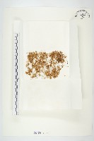 藏品(菟絲子)的圖片