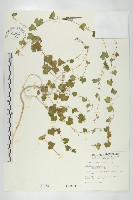 藏品(倒吊金鐘、天花)的圖片