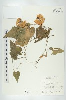 藏品(王瓜)的圖片